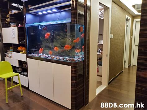 展櫃設計 龍魚種類